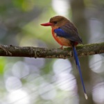 Brown-headed Paradise Kingfisher